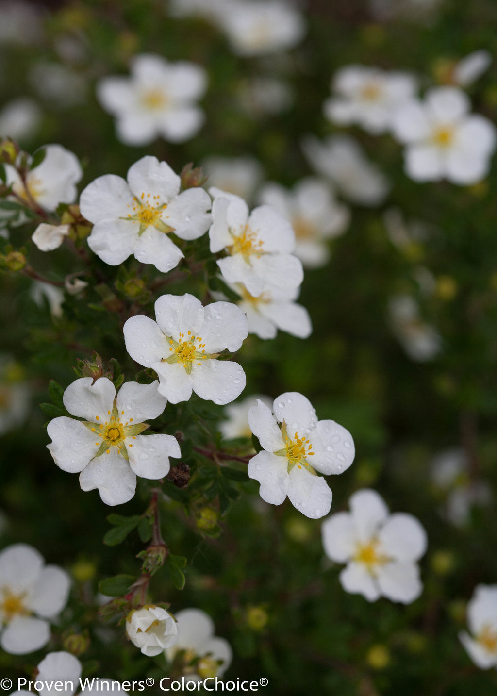 Close-up of white cinquefoil blossoms with yellow centers on green leafy stems