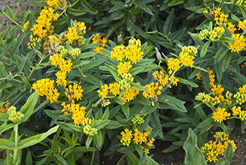 Close-up of yellow flowers from the Asclepias tuberosa 'Hello Yellow' plant, showing offspring and green foliage.