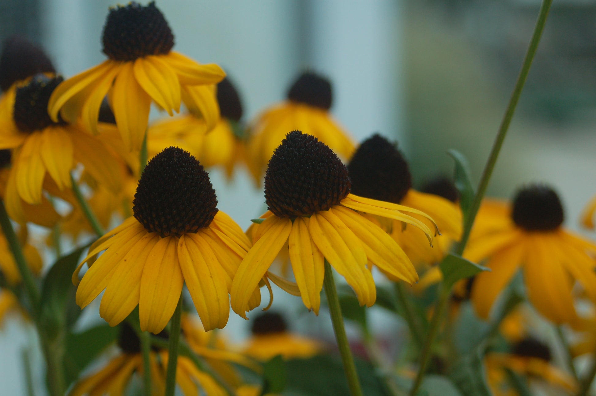 Close-up yellow bloom with dark center