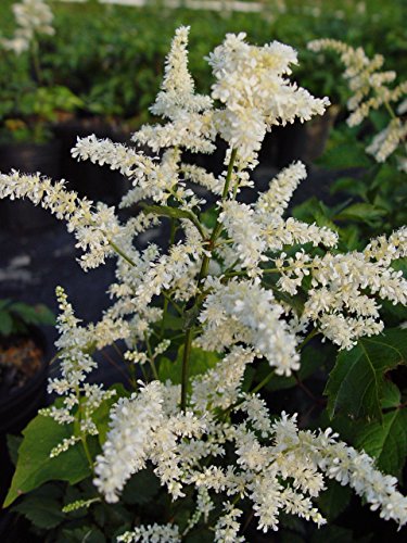 Close detail of Astilbe ‘Deutschland’ feathery white blooms in early summer