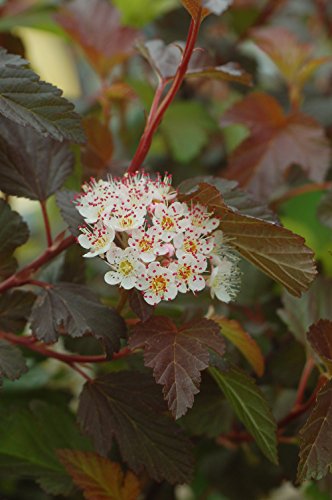 Close image of ninebark’s aromatic cluster flowers