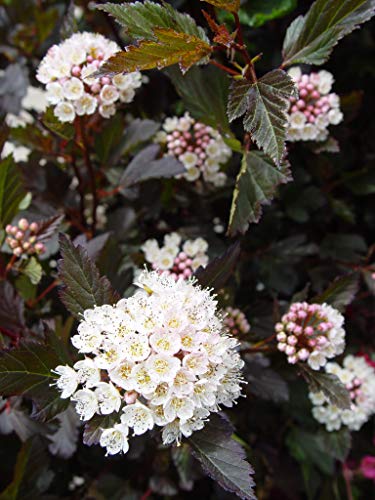 Close image of ninebark’s aromatic cluster flowers against the dark foliage.