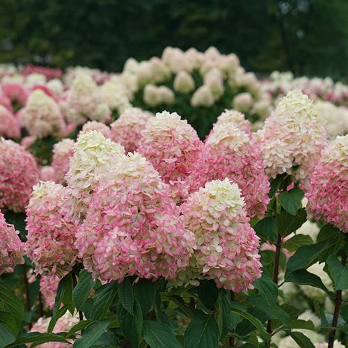 Close shot of panicle hydrangea blooms transitioning in color on Limelight Prime, highlighting texture.