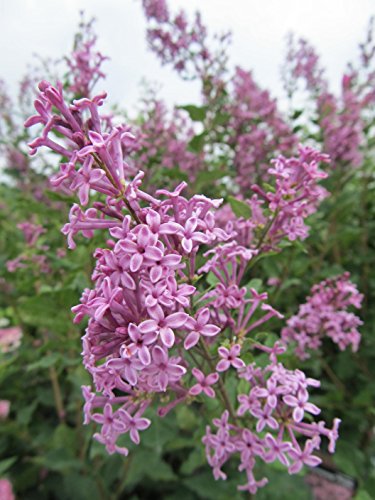 Close shot of textured lilac blossoms