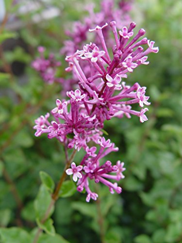 Close shot of textured lilac blossoms with deep purple petals