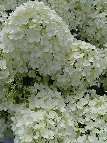 Close‑up macro of Bobo® Hydrangea flower cluster showing texture and petal detail