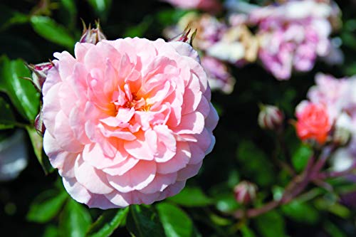Close‑up of Apricot Drift® Rose double apricot flowers with layered petals against green leaves