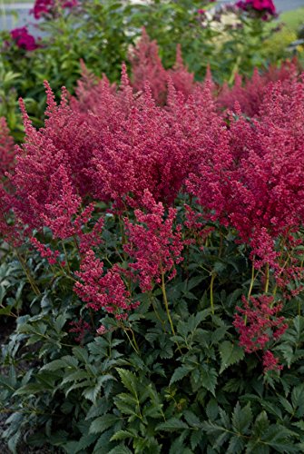 Close‑up of Astilbe japonica ‘Montgomery’ bright red flower spikes in bloom