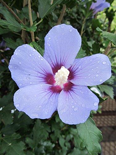 Close‑up of Azurri Blue Satin® Rose of Sharon with vibrant blue‑purple hibiscus blooms and green leaves