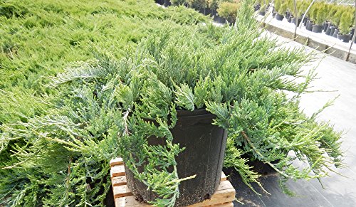 Close‑up of Bar Harbor Juniper evergreen foliage