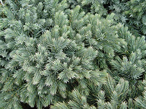 Close‑up of Blue Star Juniper foliage highlighting needle texture and blue tones