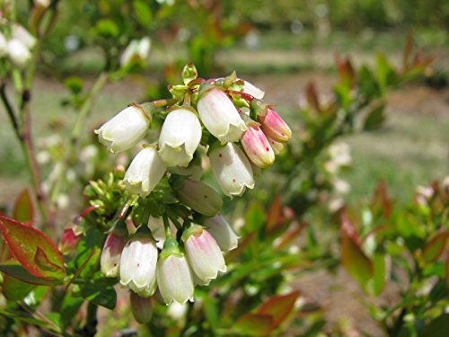 Close‑up of Blueberry Glaze foliage — Detailed shot of the shrub’s glossy dark green leaves