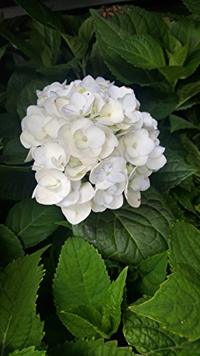 Close‑up of Blushing Bride hydrangea white flower cluster and green leaves