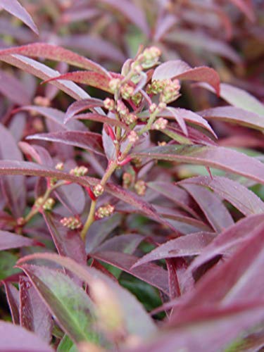 Close‑up of Coast Leucothoe glossy foliage