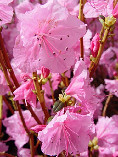 Close‑up of Cornell Pink Azalea showing light pink flowers and branches