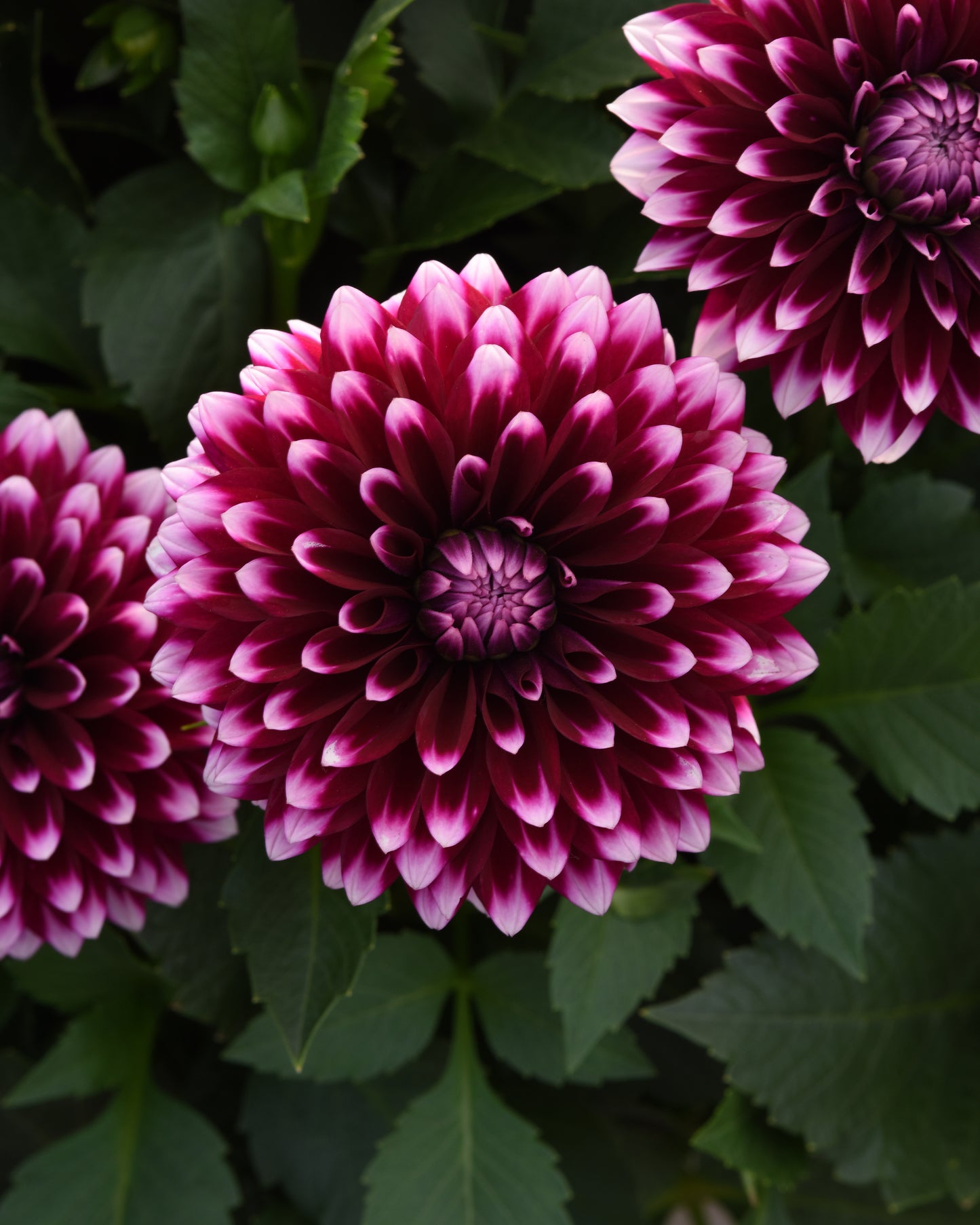 Close‑up of Dalaya® Fireball Dahlia flowers