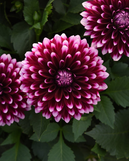 Close‑up of Dalaya® Fireball Dahlia flowers