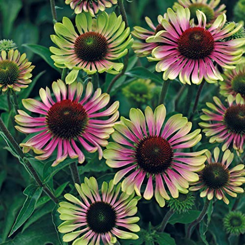 Close‑up of Green Twister Coneflower pink and lime green flower