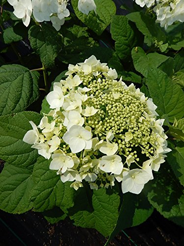 Close‑up of Haas’ Halo white lacecap hydrangea blooms