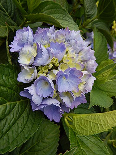 Close‑up of L.A. Dreamin’ Hydrangea flowers in pink, blue, and purple