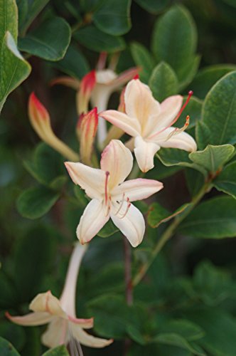 Close‑up of Lemon Drop Swamp Azalea pale yellow blooms and green leaves