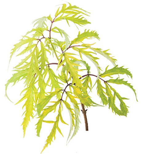 Close‑up of Lemony Lace elderberry’s bright golden thread‑like leaves