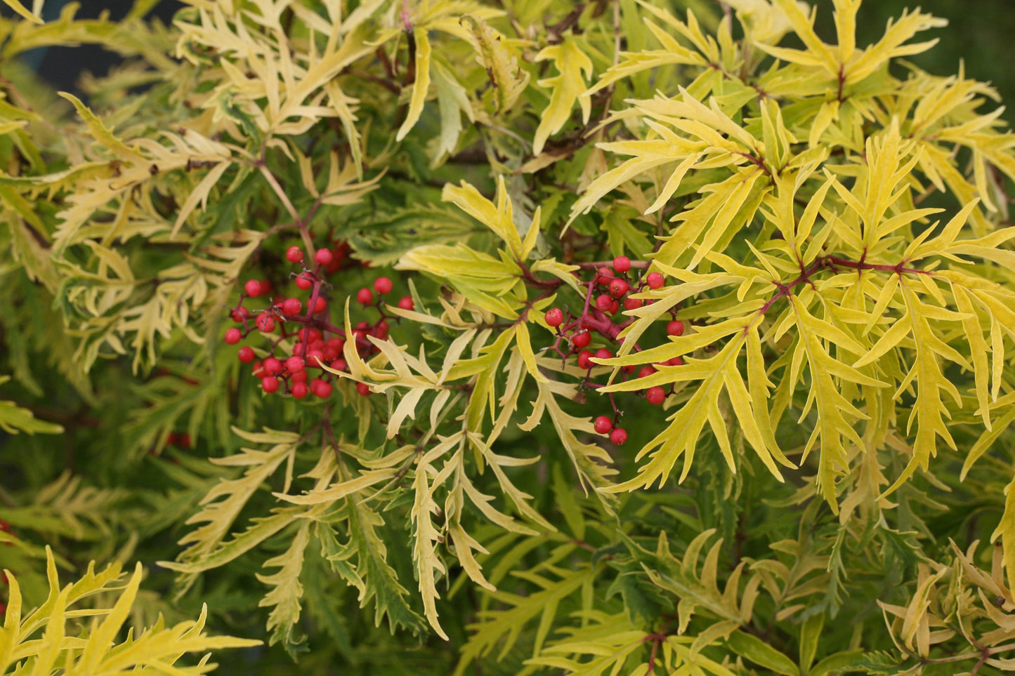 Close‑up of Lemony Lace elderberry’s bright golden thread‑like leaves with hints of red new growth