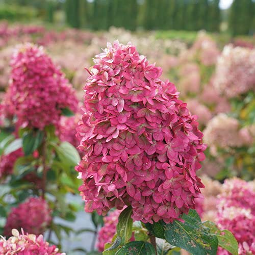 Close‑up of Limelight Prime hydrangea blooms with green cone‑shaped flowers beginning to open.