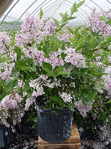 Close‑up of Miss Kim Lilac plant in pot