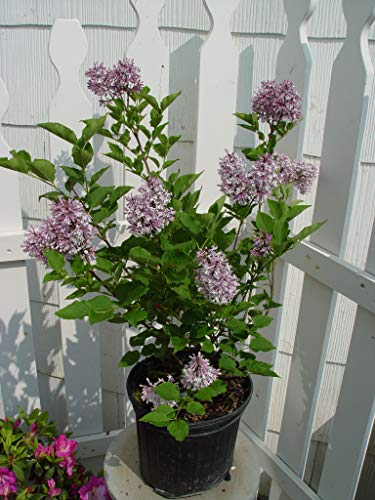 Close‑up of Miss Kim Lilac plant in pot