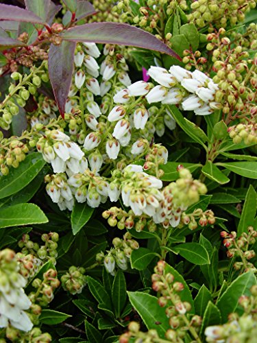 Close‑up of Pieris ‘Cavatine’ white bell‑shaped flowers