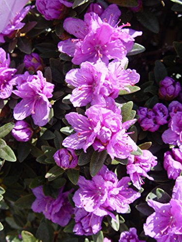 Close‑up of Purple Gem rhododendron purple‑blue blooms