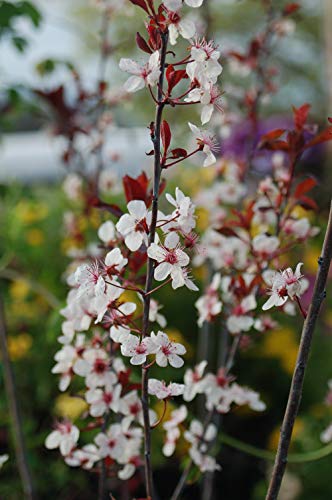 Close‑up of Purpleleaf Sandcherry purple leaves