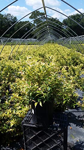Close‑up of Rainbow Leucothoe shrub showing variegated multicolor leaves in shades of cream, pink, green, and bronze