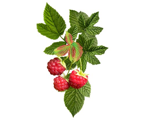 Close‑up of Raspberry Shortcake raspberry foliage and fruit