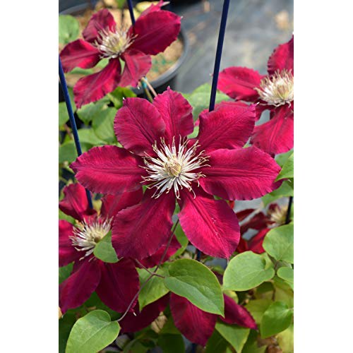 Close‑up of Rebecca Clematis deep red blossoms against green foliage