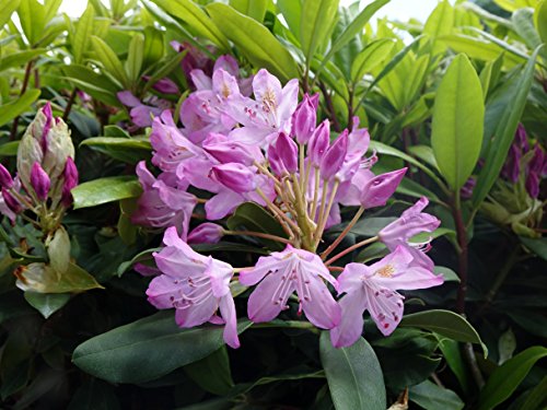 Close‑up of Rhododendron maximum ‘Independence’ showing light pink flower buds and foliage detail