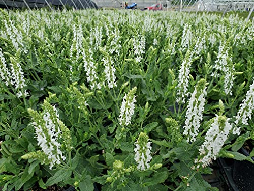 Close‑up of Snow Hill Meadow Sage white flowers against leaves