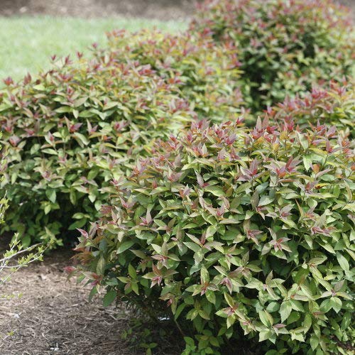 Close‑up of Spirea foliage and leaves