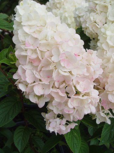 Close‑up of Strawberry Sundae® Hydrangea flower cluster transitioning from white to light pink