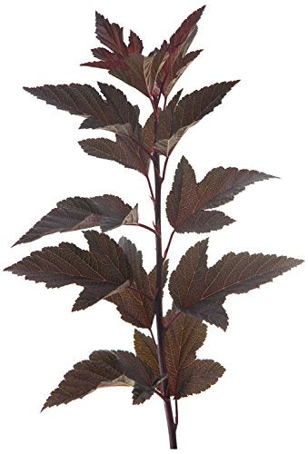 Close‑up of ‘Summer Wine’ ninebark foliage texture