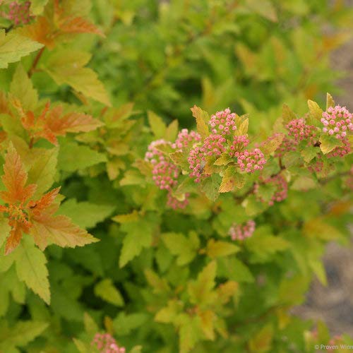 Close‑up of Tiny Wine® Gold Ninebark leaves, highlighting small refined golden foliage texture