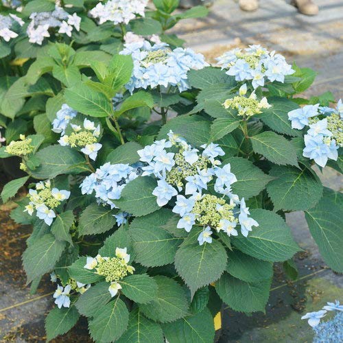 Close‑up of Tuff Stuff Ah‑Ha® hydrangea blooms showing mixed pink/blue flowers