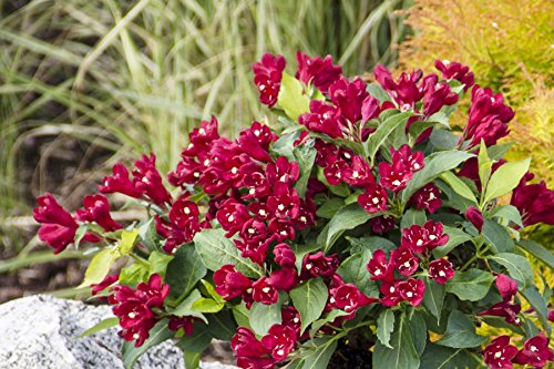 Close‑up of Weigela Maroon Swoon deep red trumpet‑shaped blooms