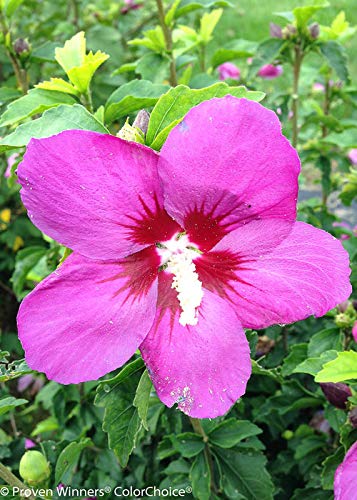 Close‑up of a Hibiscus syriacus Lil’ Kim® Violet shrub showing vibrant plum‑violet flowers with deep red centers and green leaves
