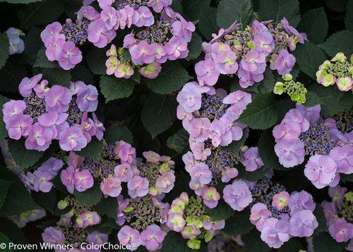 Close‑up of a Tuff Stuff™ Reblooming Mountain Hydrangea in a branded nursery pot showing vibrant green foliage and developing blooms