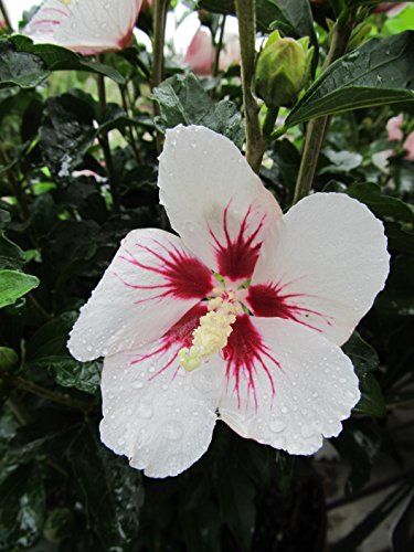 Close‑up of a semi‑double white Rose of Sharon hibiscus flower showing the purple‑red eye at the center against green leaves