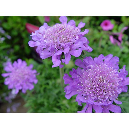 Close‑up of blue‑lavender pincushion flower blooms
