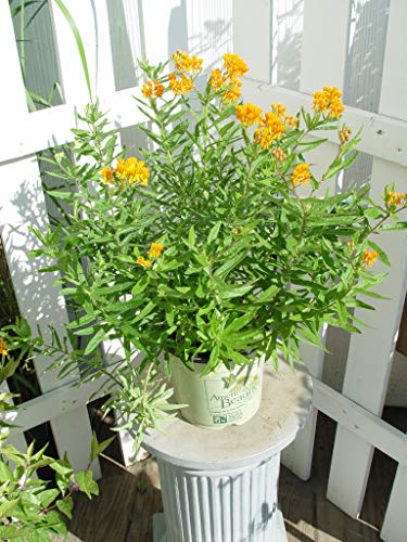 Close‑up of bright orange butterfly milkweed flowers cluster