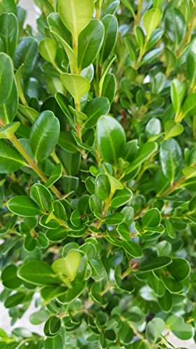Close‑up of compact evergreen boxwood foliage